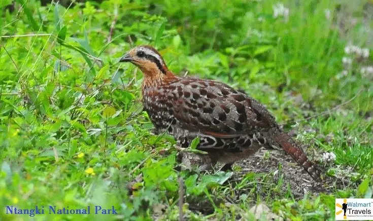 The birdlife of Ntangki National Park in Nagaland