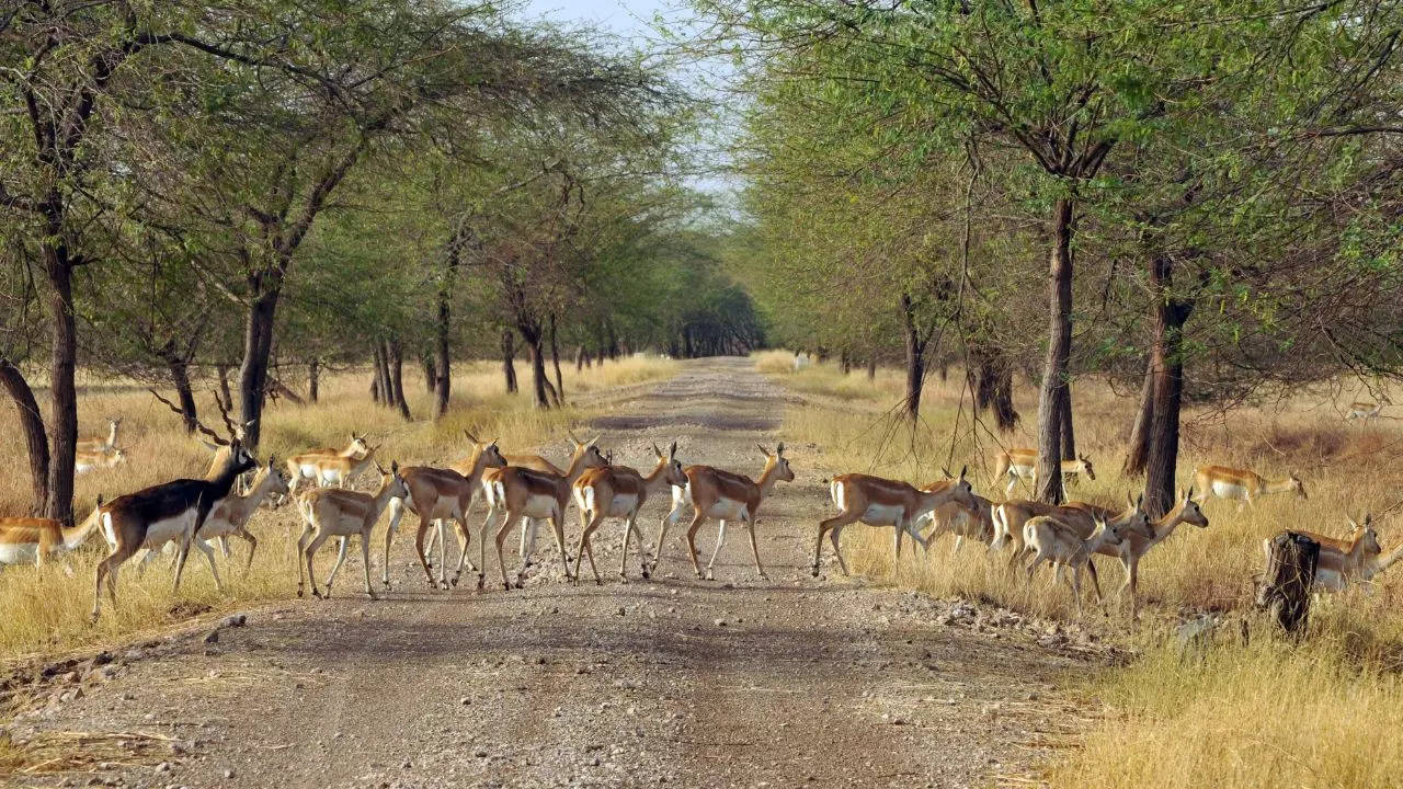 Black antelopes inside Gir Credit Canva