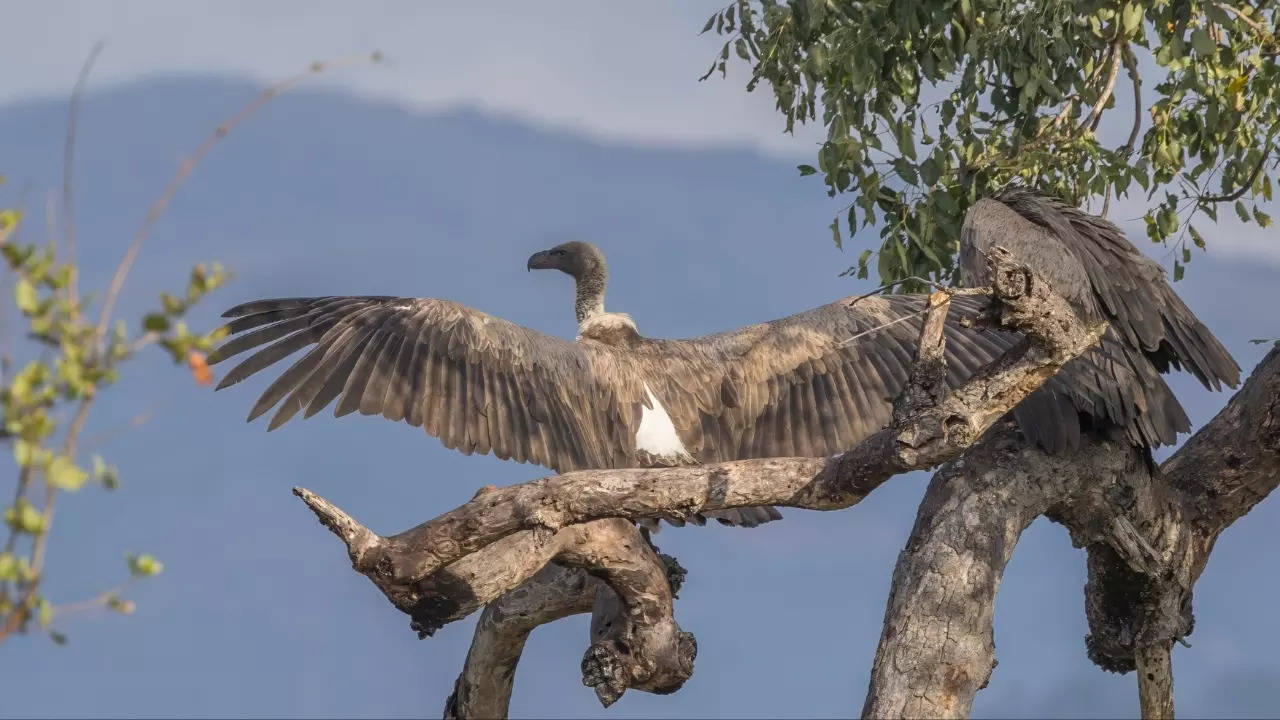 The white-backed vulture is a critically endangered species native to Africa Wikimedia Commons