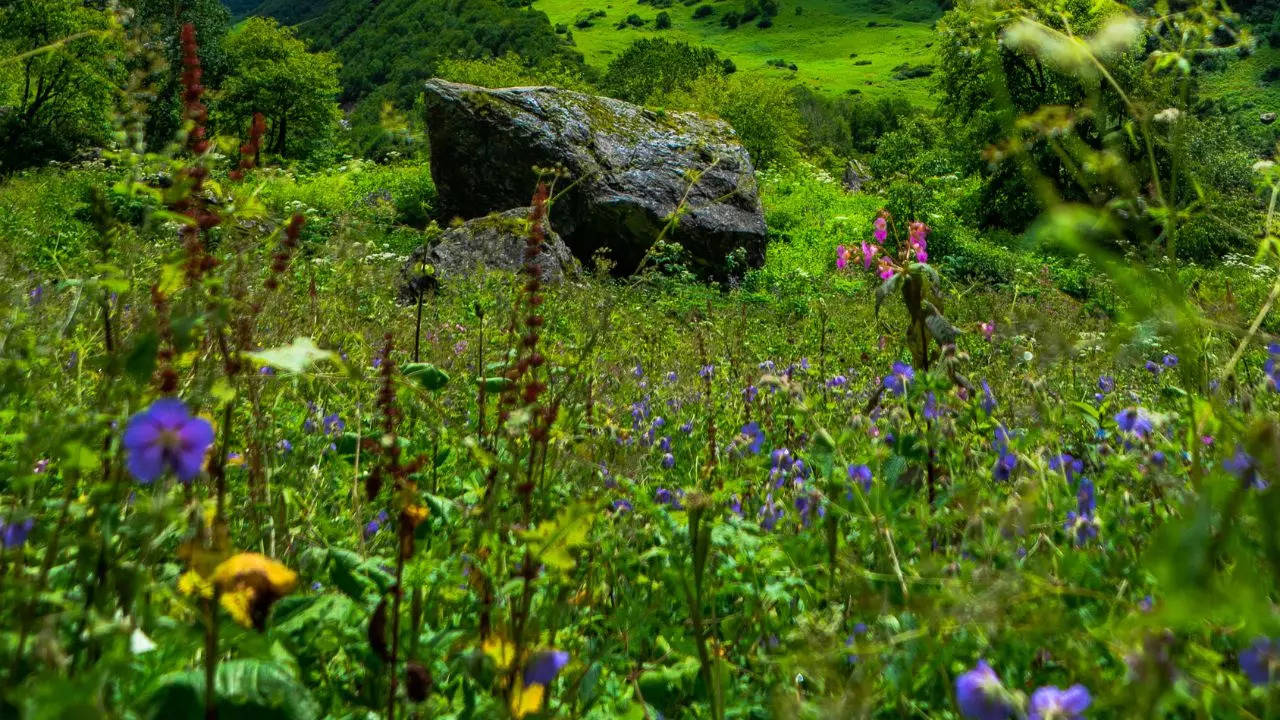 Valley of Flowers Uttarakhand Credit Canva