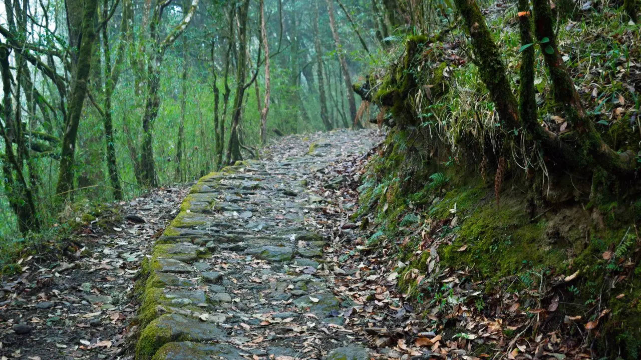 Sandakphu Trek West Bengal Credit Canva