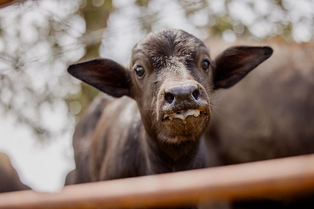 A young water buffalo.