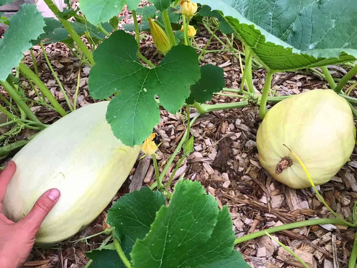 Gourmet Garden Bold Spaghetti Squash