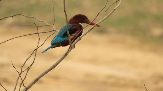 Lakh Bahosi Wildlife Sanctuary | (image: Shutterstock)