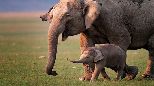 Did you know that elephants look at humans the same way we look at cubs? If that doesn't brighten your day, I don't know what will! India is one of the most beautiful places on the planet and one of the things that many tourists try to do here is spend some quality time with the wildlife.