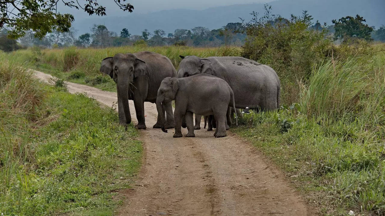 You can also see elephants inside the park Credit Canva