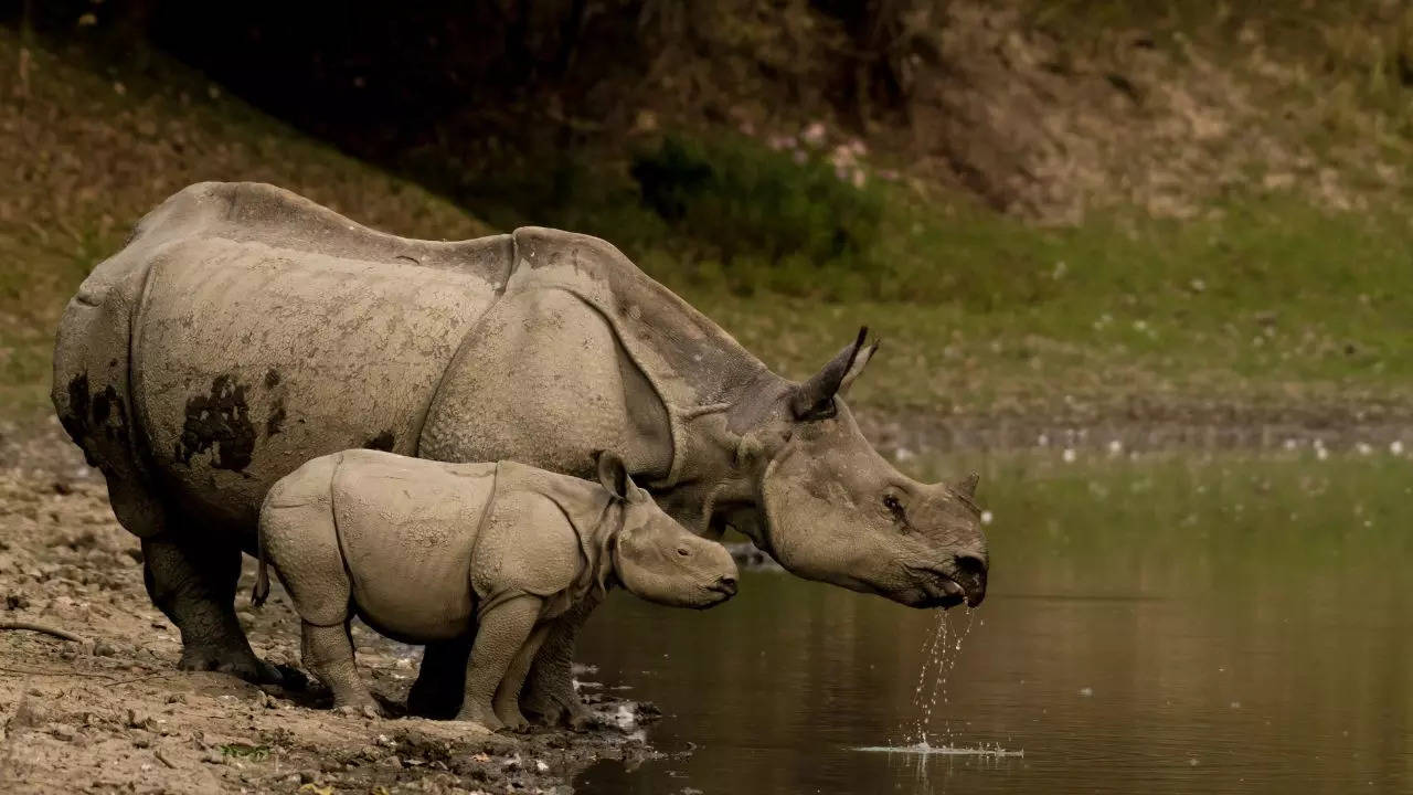 Rhino sightings are guaranteed within the park no matter which safari mode you choose Canva Credit