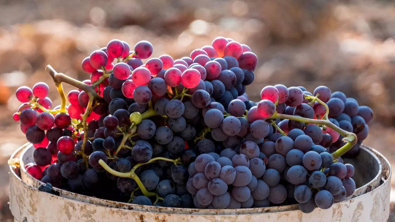 Garnacha grapes