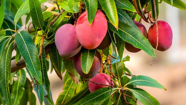 10. Miyazaki Mangoes | Grown in Japan, Miyazaki mangoes are renowned for their exceptional sweetness and rich, creamy texture. These premium fruits can command high prices due to their limited production and rigorous quality standards.