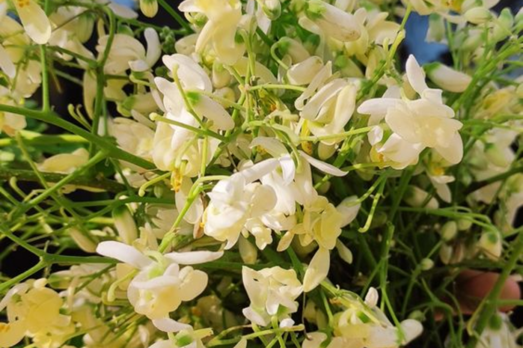 Moringa flowers Drumstick flowers