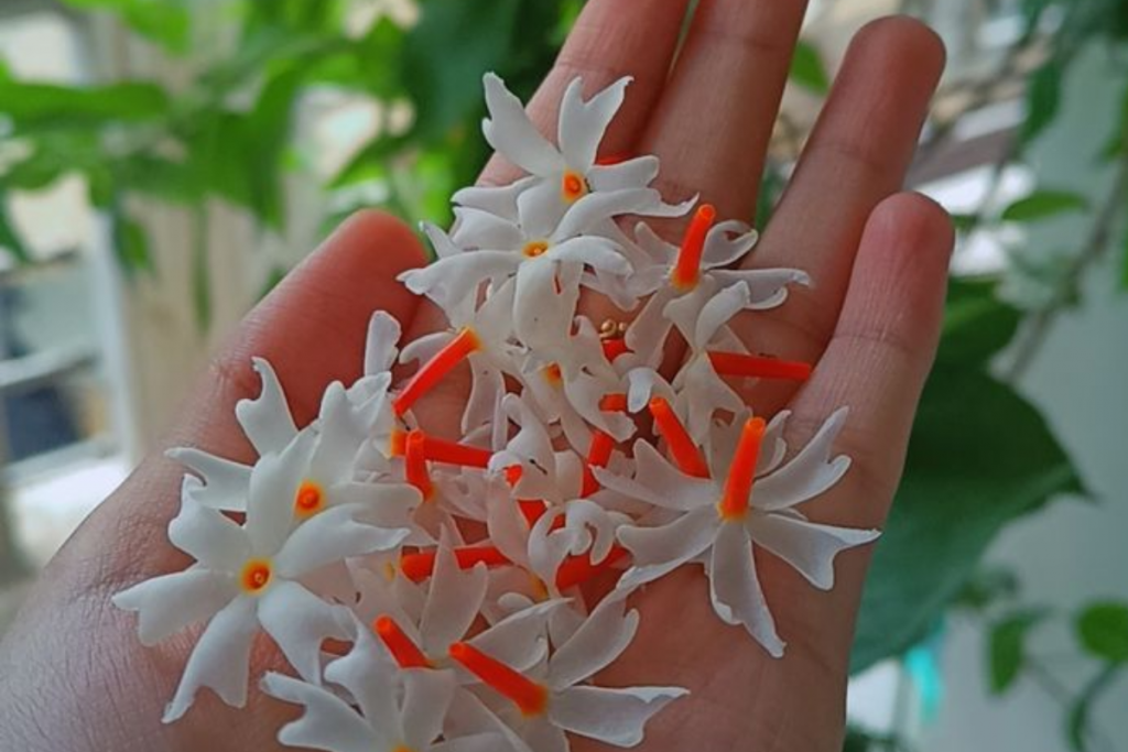 Moringa flowers Drumstick flowers 4