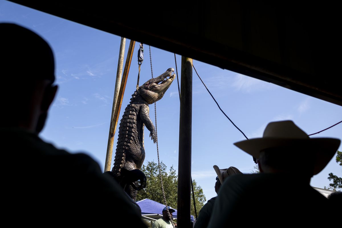 Festival volunteers record the largest alligator of the day at Texas GATORFEST on Saturday, Sept. 14, 2024 in Anahuac. The alligator weighed 600 pounds and was more than 13 feet long.