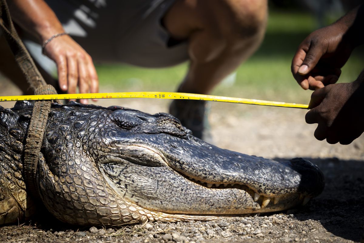 Festival volunteers measure and record an alligator at Texas GATORFEST in Anahuac.