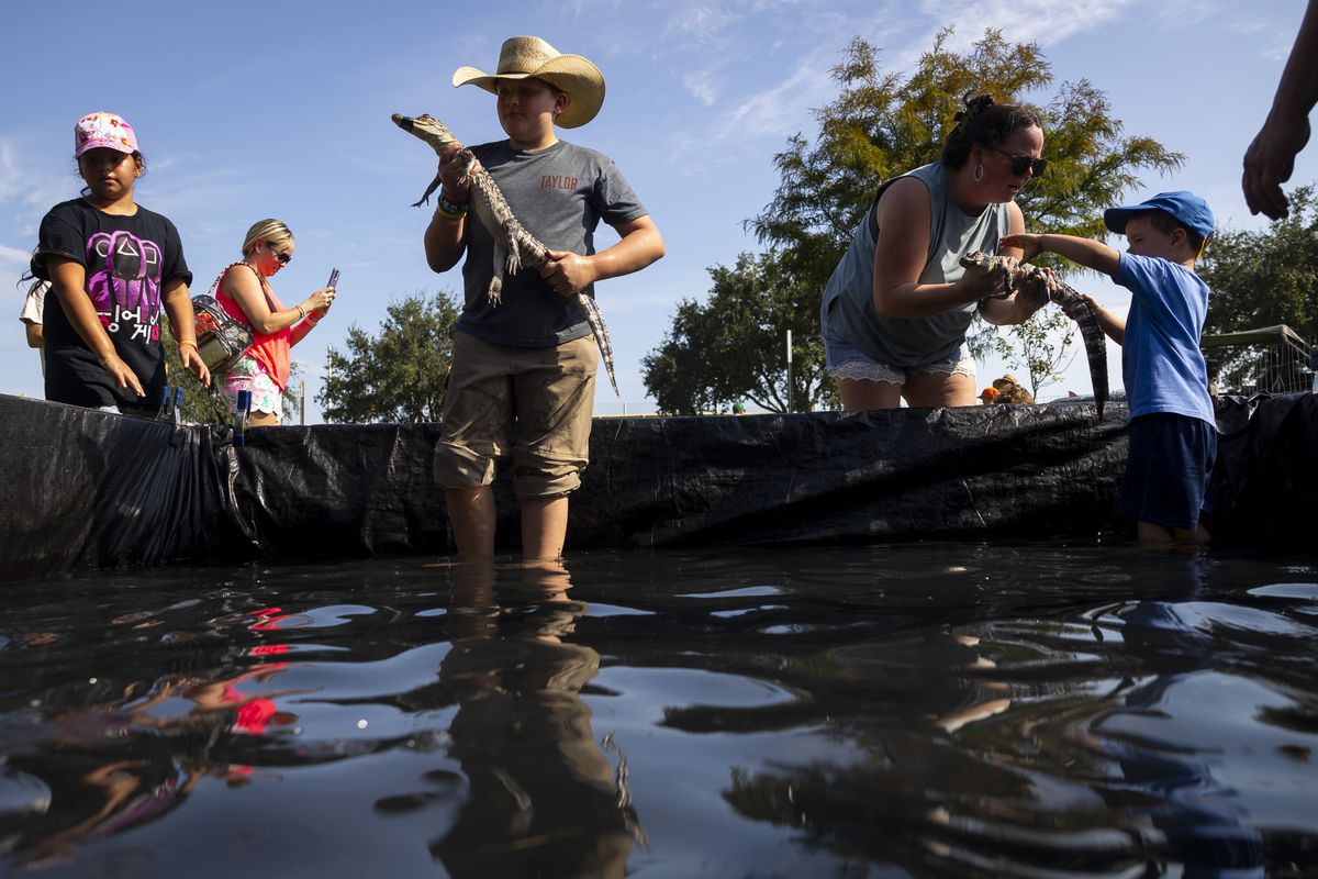 Children hold baby American alligators provided by Gator Country, an alligator rescue farm with three locations in Texas and Louisiana, at Texas GATORFEST in Anahuac.