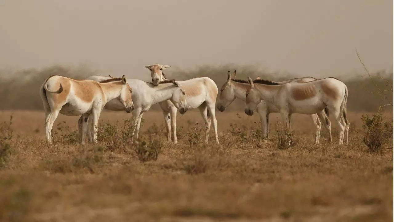 Indian Wild Donkey Sanctuary Credit Canva