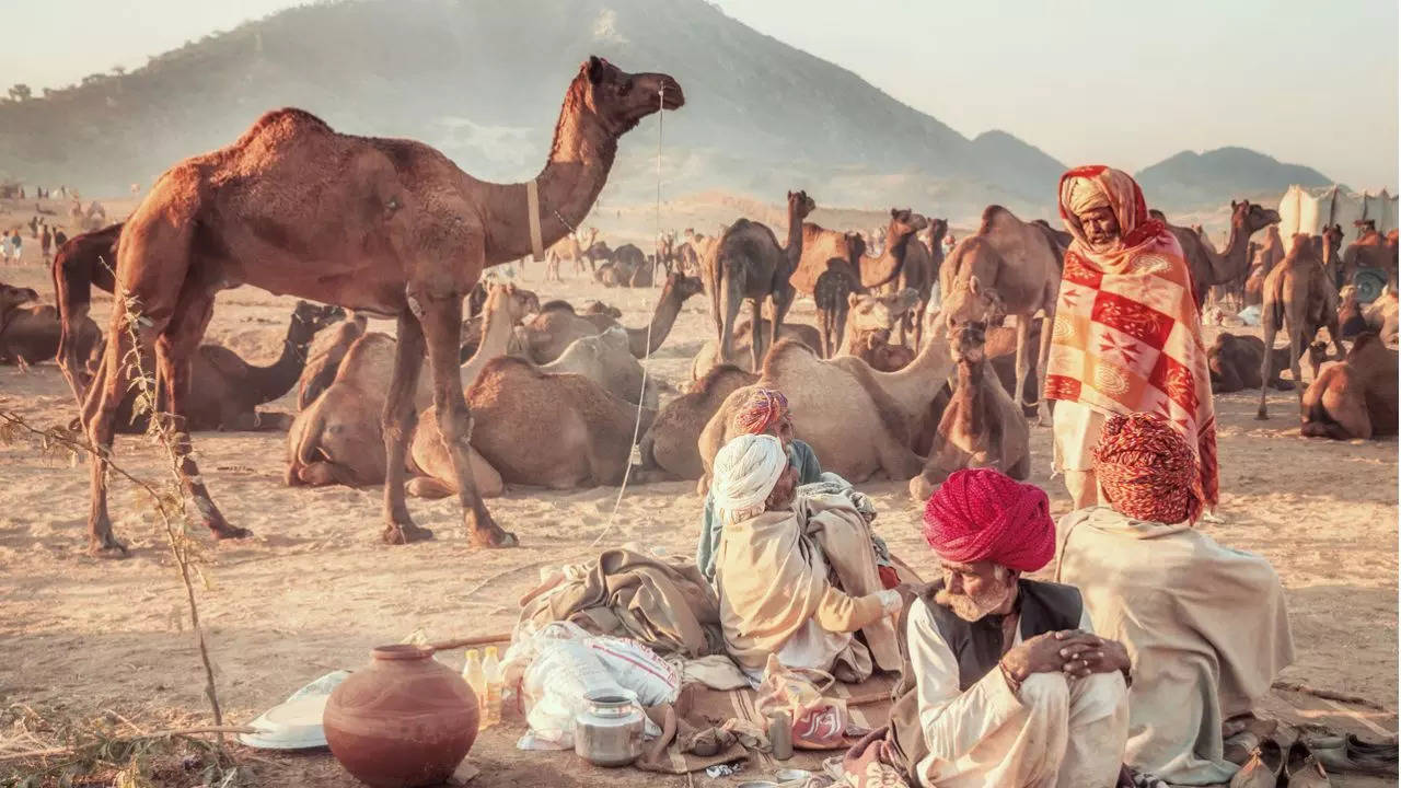 The Pushkar Camel Fair will be held from November 9 to 15. Credit Canva