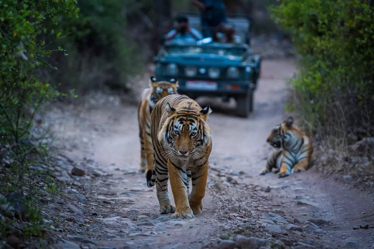 Ranthambore National Park Rajasthan Credit iStock