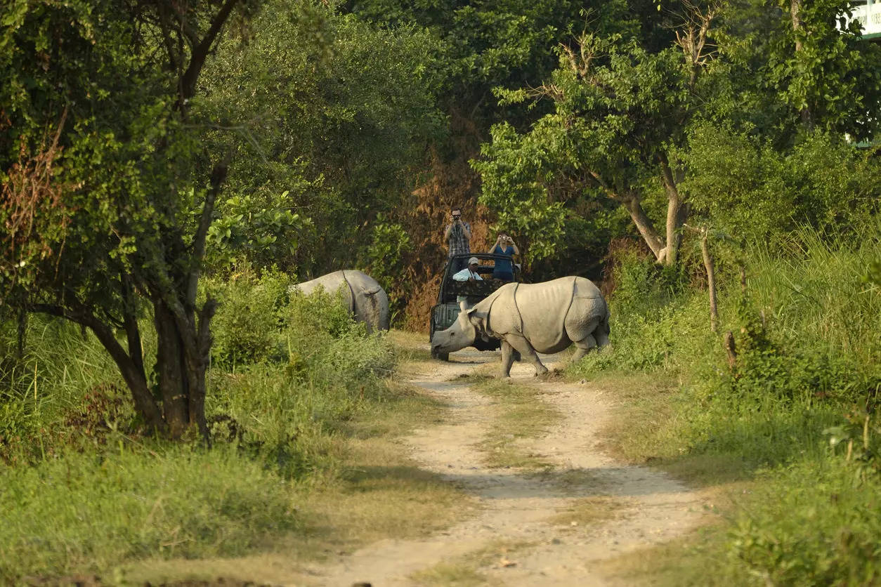 Kaziranga National Park Assam Credit iStock