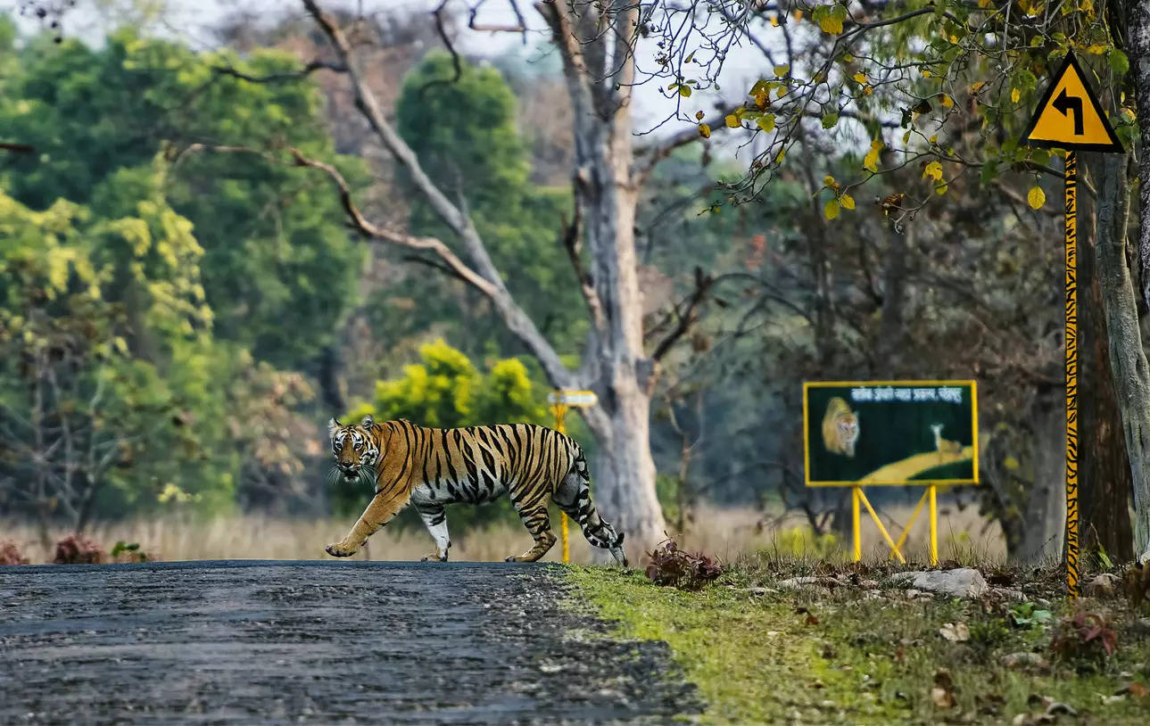 Tadoba National Park Maharashtra Credit iStock