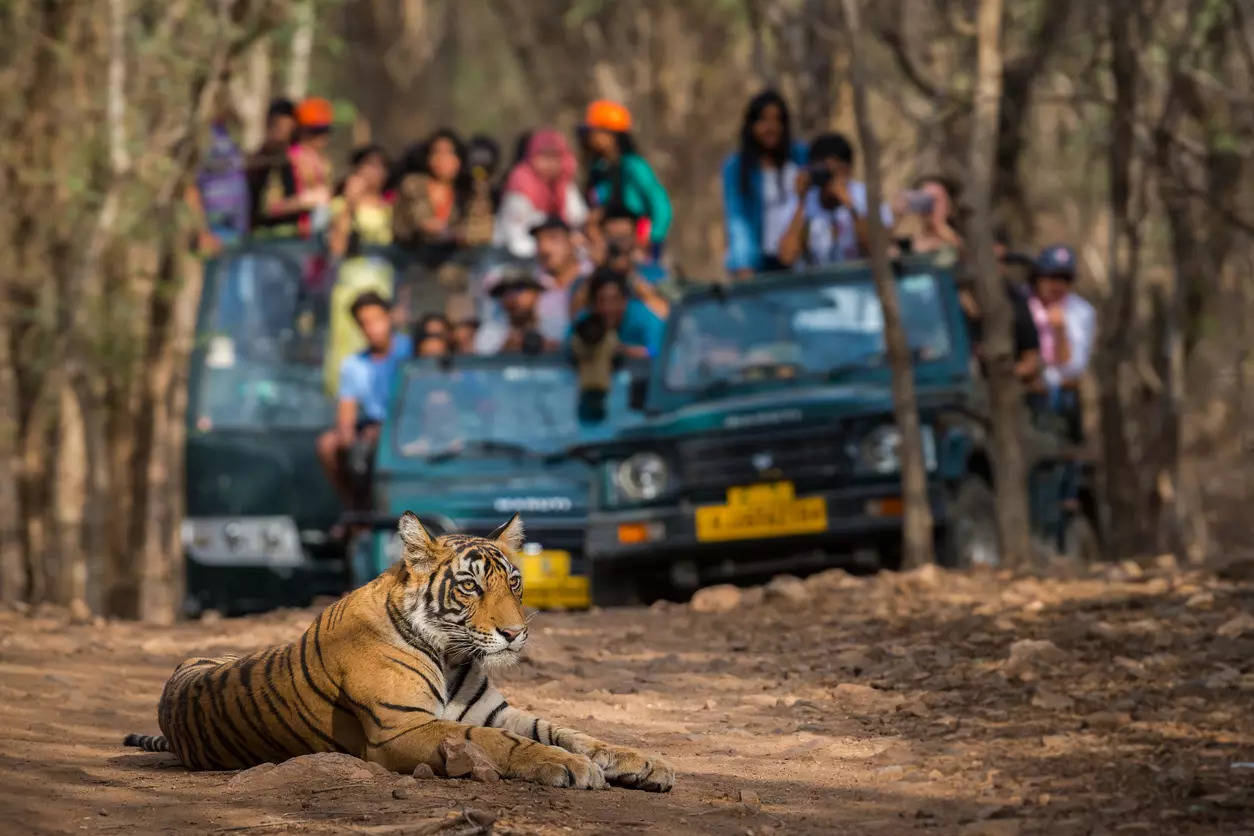 Bandhavgarh National Park Madhya Pradesh Credit iStock