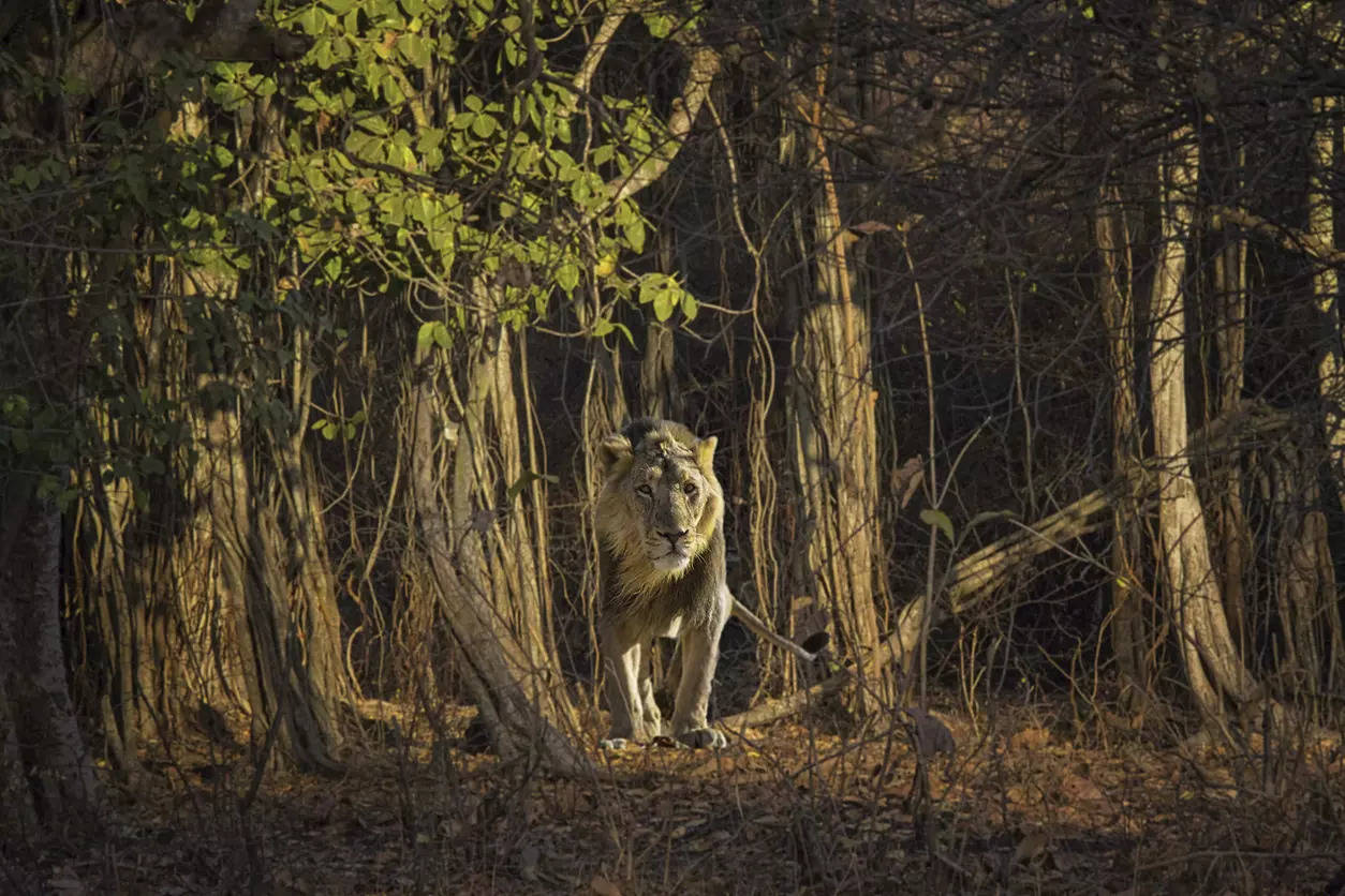 Credit Gir Gujarat National Park iStock