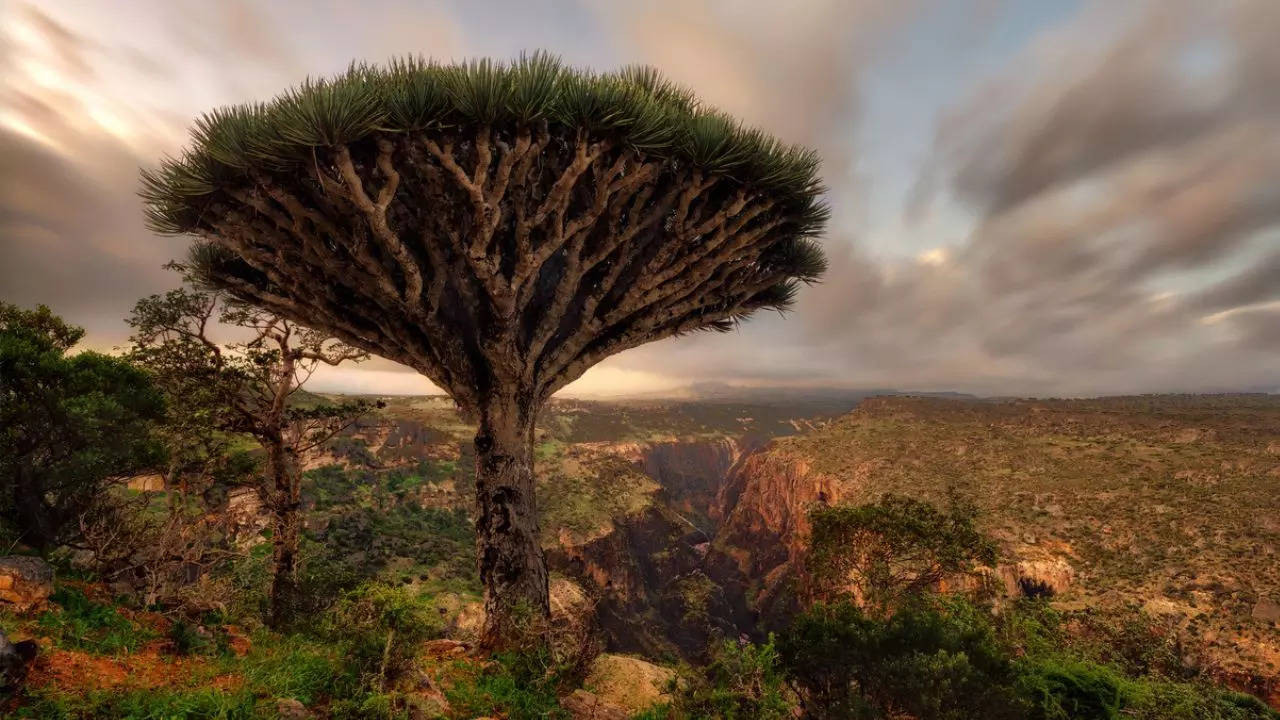 Socotra Island Yemen Image iStock